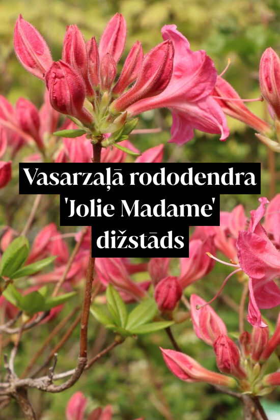 Vasarzaļā rododendra 'Jolie Madame' dižstāds - kupls, izteiksmīgs krūms, 3 dažādi izmēri